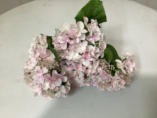 Hydrangea Bush x5 PK1