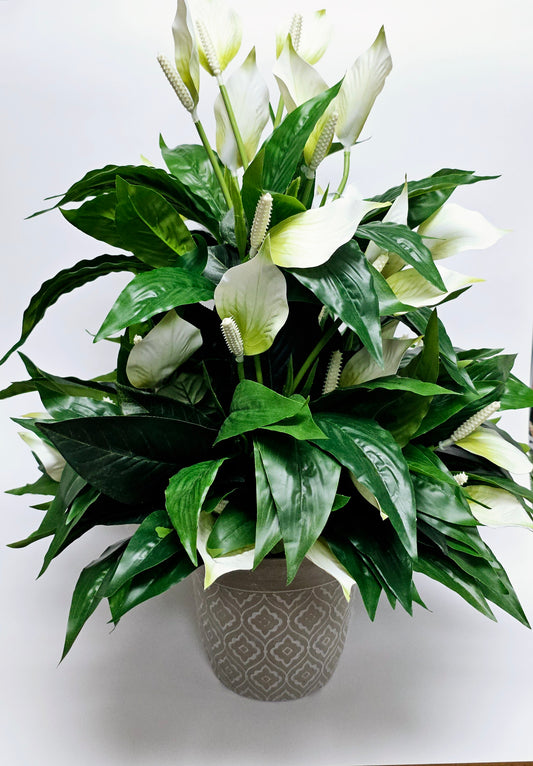 Peace Lily Plant