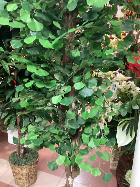 7’ ginkgo tree