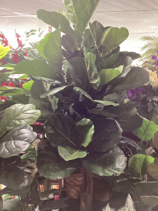 7’ Fiddle Leaf Tree x7 branch
