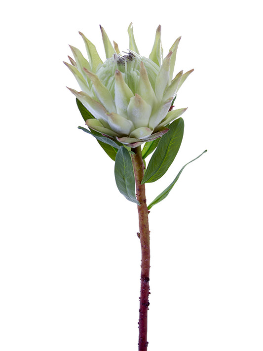 30” Open King Protea Cream Green