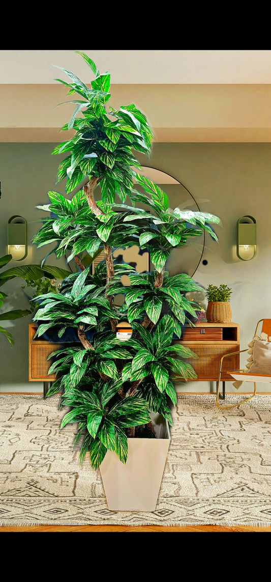 Dieffenbachia tree x7