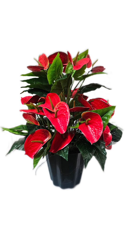 Anthurium Red  Plant 24in