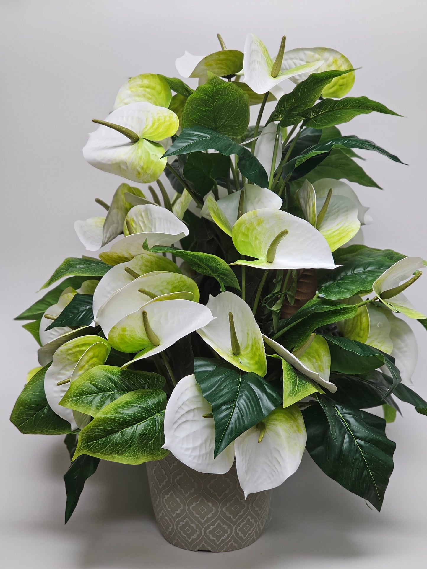 3’ Anthurium Plant