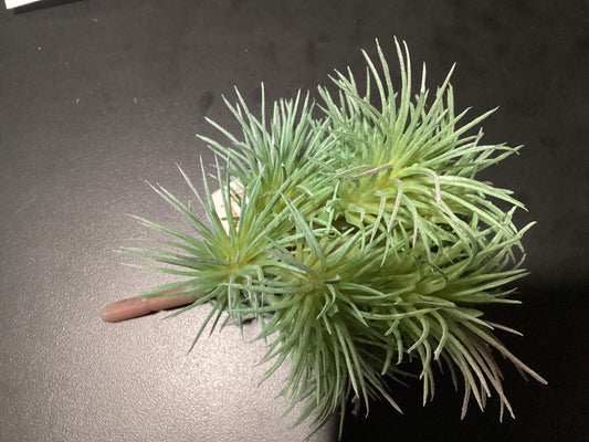 5” TILLANDSIA PICK GR