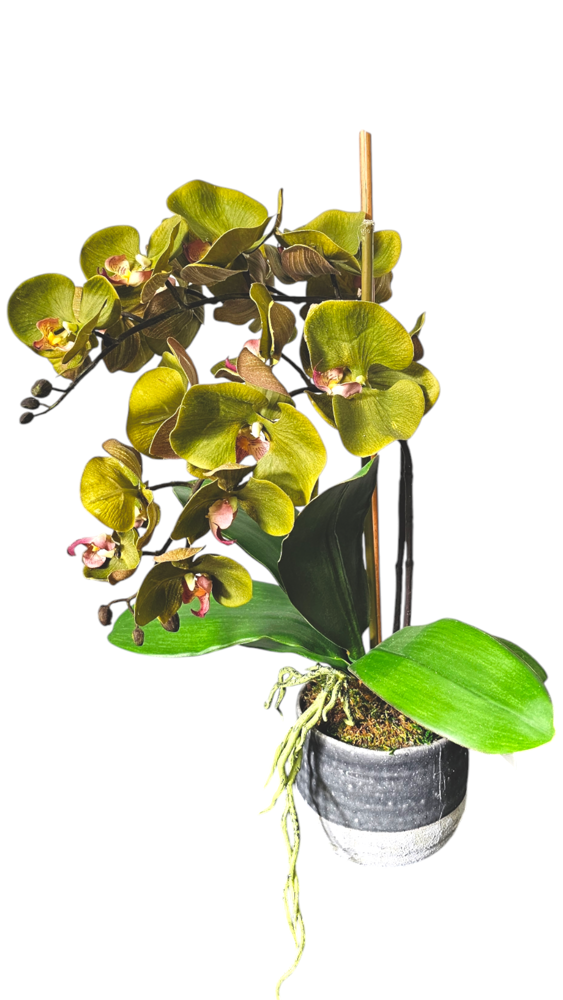 Orchid in Pot x2 GR