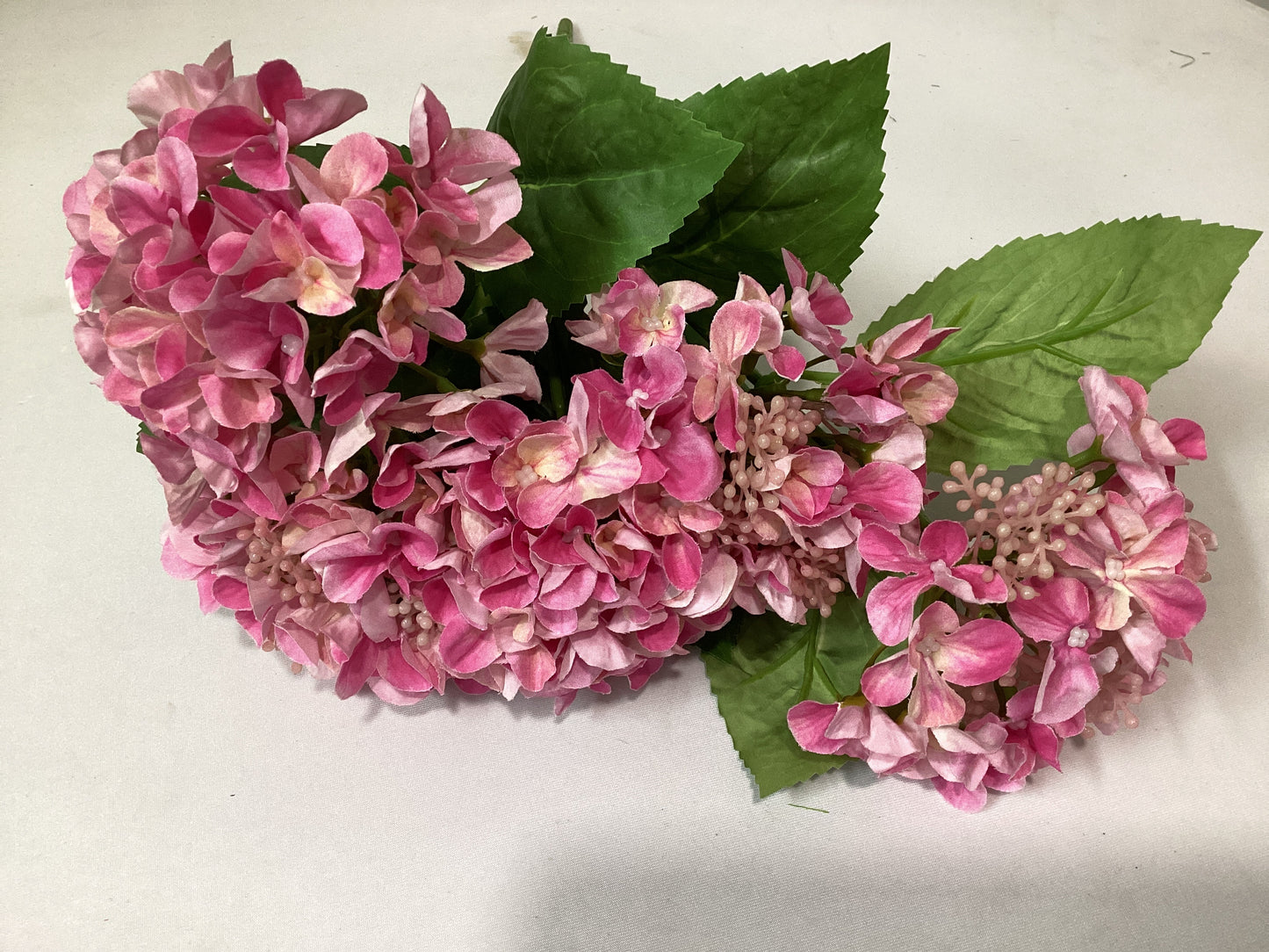 Hydrangea Bush x5 PK