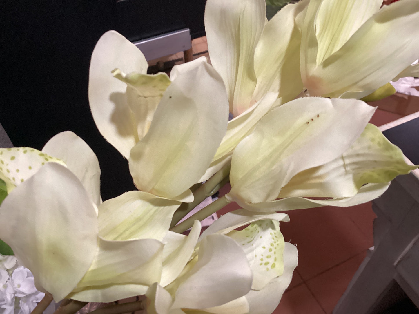 35” Tibet Cymbidium x6