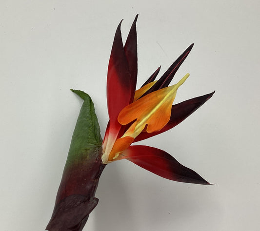 37"BIRD OF PARADISE SP.OR