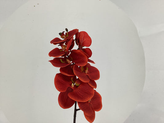 29"PHALAENOPSIS SPRAY BC