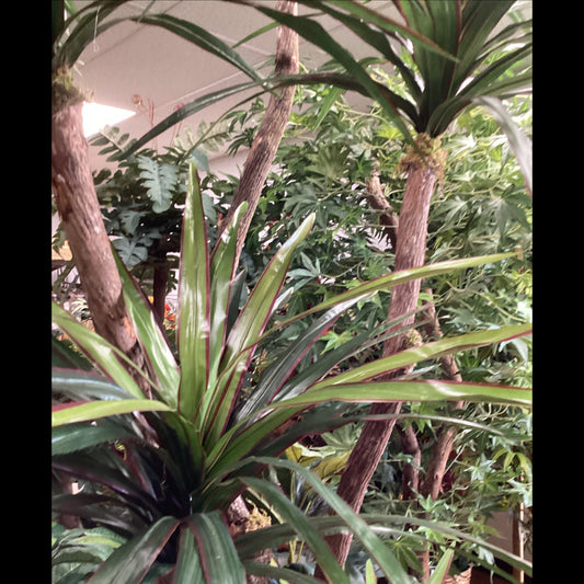 8’ yucca tree x5