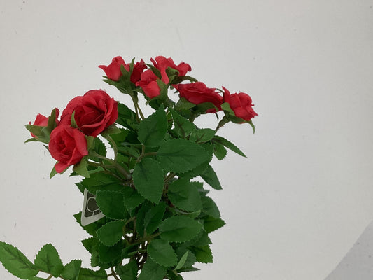 10"MINI ROSE BUSH X3 RE