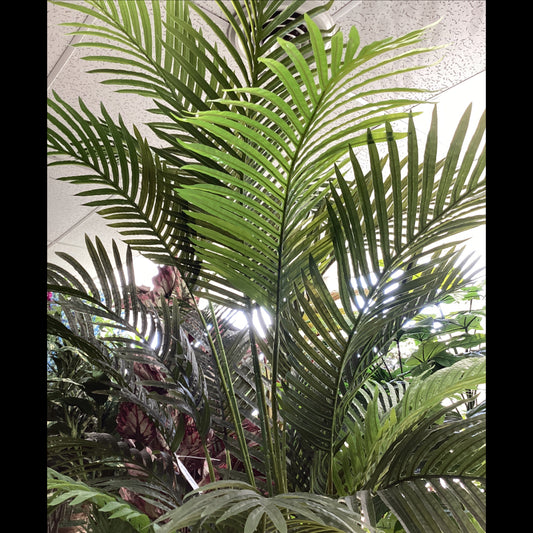 8’ Sword Palm Tree