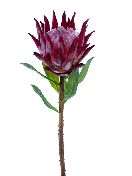 30” Open King Protea Red