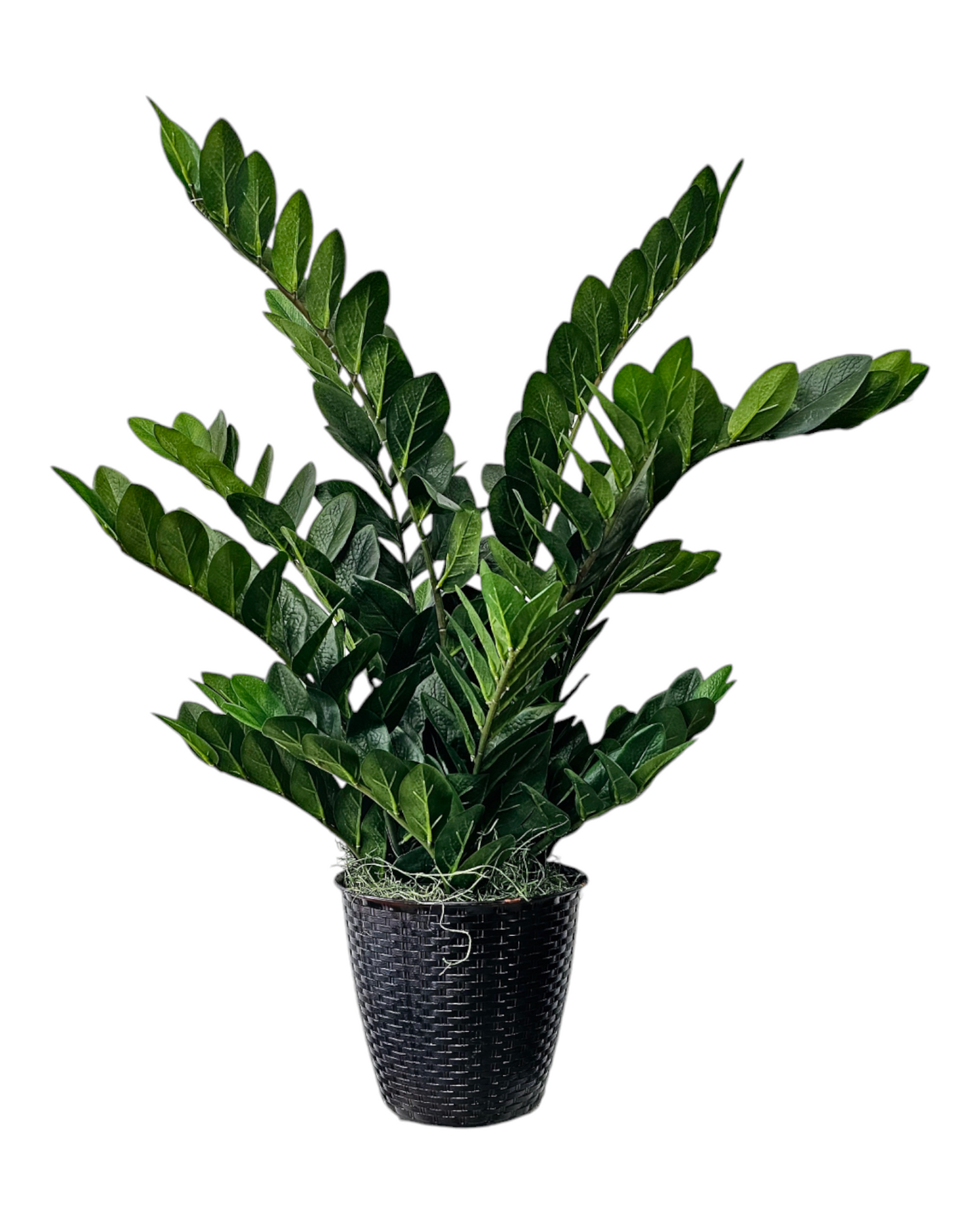 Zamifolia Plant w/220L pot