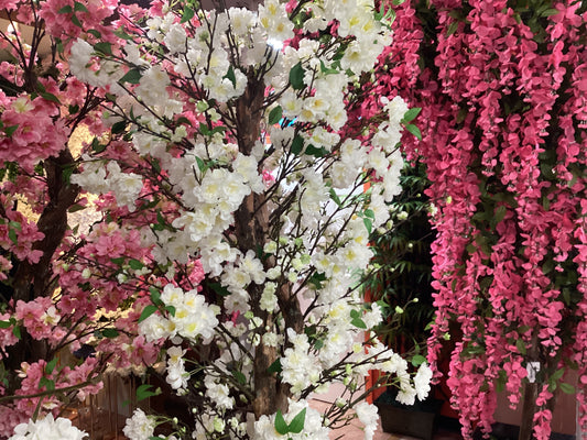 Mixed Blooming Cherry Blossom Tree - CR
