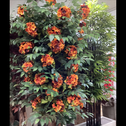 8' ficus/hydrangea tree