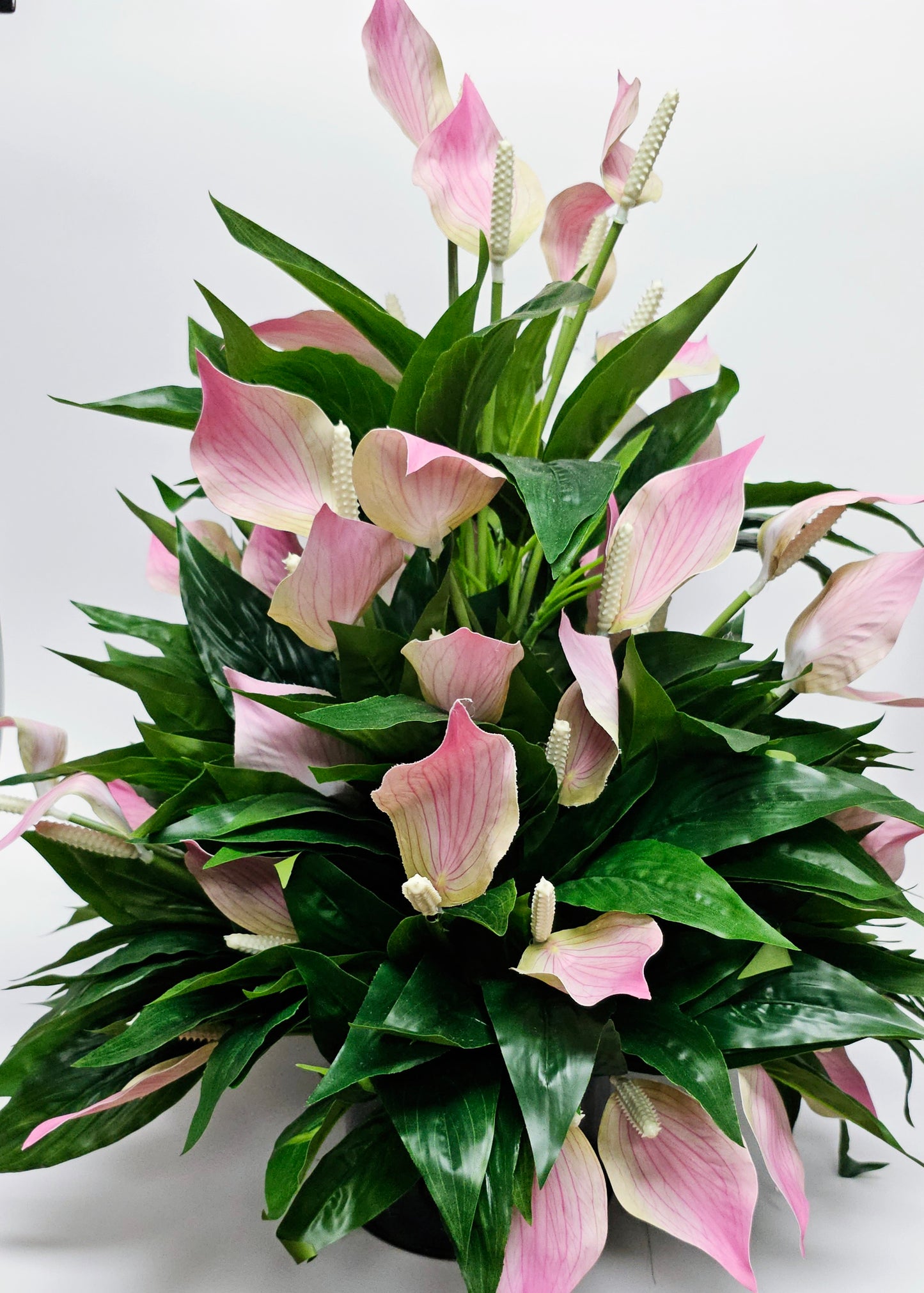 Peace Lily Plant