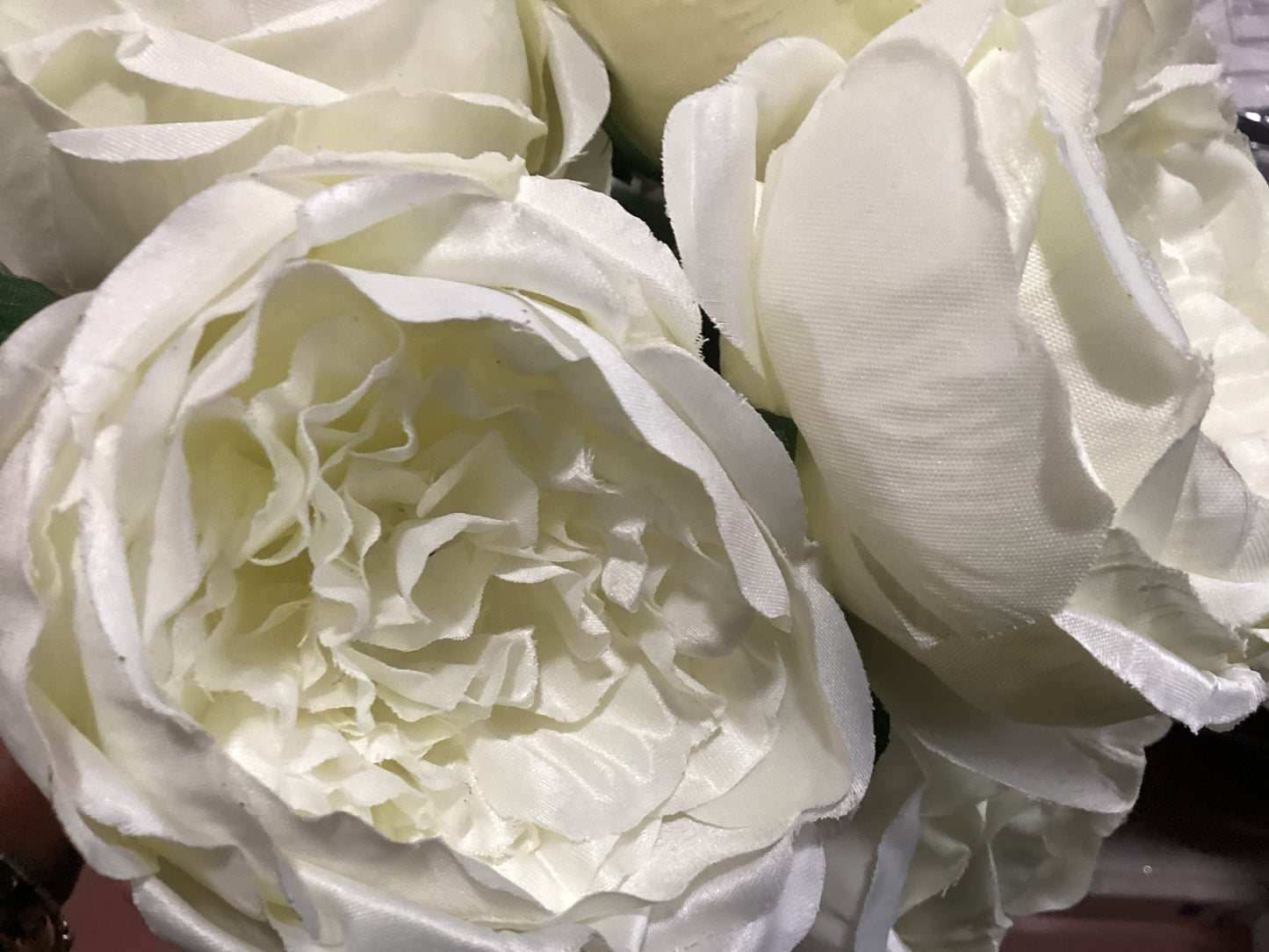 Cabbage Rose x7 - CREAM