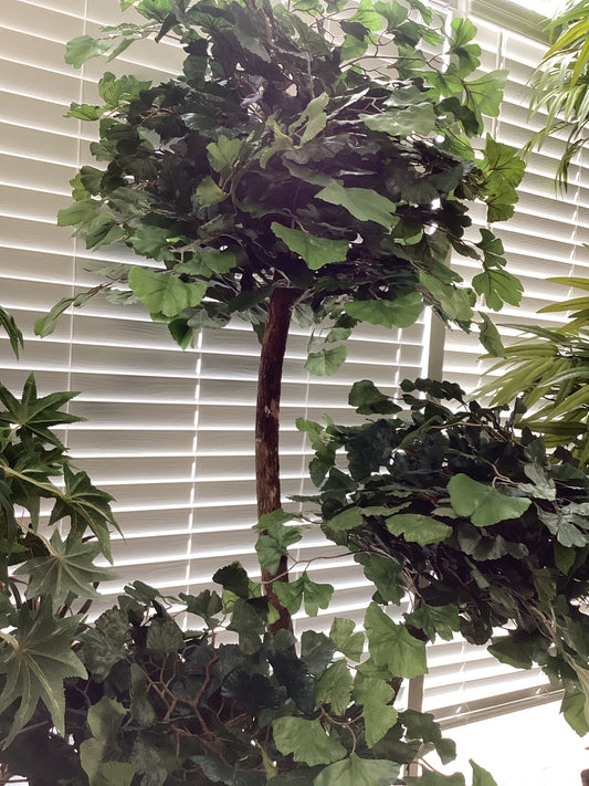 7’ Ginkgo Tree x5